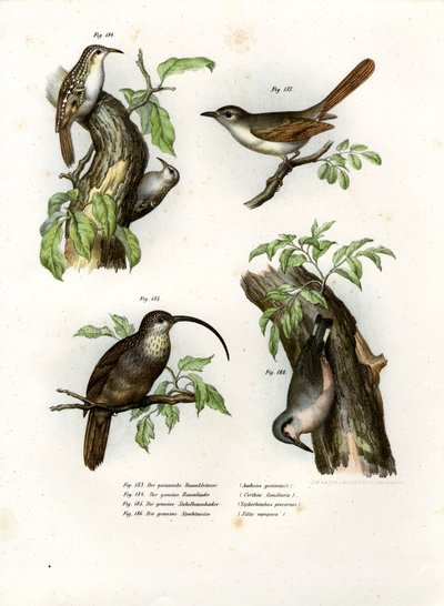 Rampichino, 1864 da German School